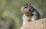 Tiere, Säugetiere - Nagetiere  Felsenziesel_Spermophilus variegatus_Rock Squirrel 10.JPG