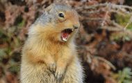 Tiere, Säugetiere - Nagetiere  Kolumbiaziesel_Spermophilus columbianus_Columbian Ground Squirrel 01.JPG