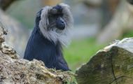 Tiere, Säugetiere - Primaten  Bartaffe_Macaca silenus_Lion-tailed Macaque 05.JPG