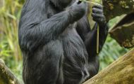 Tiere, Säugetiere - Primaten  Gorilla_Gorilla_Gorilla 07.JPG