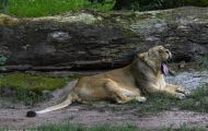 Tiere, Säugetiere - Raubtiere  Asiatischer Löwe_Panthera leo persica_Asiatic Lion 02.JPG