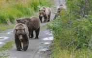 Tiere, Säugetiere - Raubtiere  Braunbär_Ursus arctos_Brown (Grizzly) Bear 04.JPG