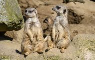 Tiere, Säugetiere - Raubtiere  Erdmännchen_Suricata suricatta_Meerkat 06.JPG