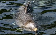 Tiere, Säugetiere -Zahn- & Bartenwale  Großer Tümmler_Tursiops truncatus_Bottle-Nosed Dolphin 05.JPG