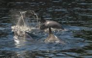 Tiere, Säugetiere -Zahn- & Bartenwale  Großer Tümmler_Tursiops truncatus_Bottle-Nosed Dolphin 08.JPG