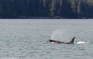 Tiere, Säugetiere -Zahn- & Bartenwale  Schwertwal_Orcinus Orca_Killer Whale 06.JPG