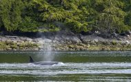 Tiere, Säugetiere -Zahn- & Bartenwale  Schwertwal_Orcinus Orca_Killer Whale 08.JPG