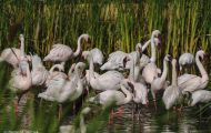 Tiere, Vögel - Flamingos  Rosaflamingo_Phoenicopterus roseus_Greater Flamingo 04.JPG