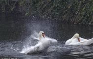 Tiere, Vögel - Gänsevögel  Höckerschwan_Cygnus olor_Mute Swan 09.JPG