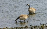 Tiere, Vögel - Gänsevögel  Kanadagans_Branta canadensis_Canada Goose 09.JPG