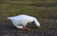Tiere, Vögel - Gänsevögel  Schneegans_Chen caerulescens_Snow Goose 01.JPG
