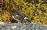 Tiere, Vögel - Hühnervögel  Alpenschneehuhn 01.JPG