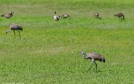 Tiere, Vögel - Kranichvögel  Kanadakranich_Grus canadensis_Sandhill Crane 05.JPG