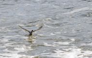 Tiere, Vögel - Regenpfeiferartige Vögel  Bonapartemöwe_Larus philadelphia_Bonaparte Gull 02.JPG