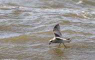Tiere, Vögel - Regenpfeiferartige Vögel  Bonapartemöwe_Larus philadelphia_Bonaparte Gull 06.JPG