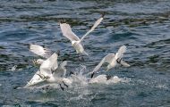 Tiere, Vögel - Regenpfeiferartige Vögel  Dreizehenmöwe_Rissa tridactyla_Black-legged Kittiwake 06.JPG