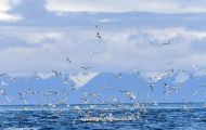 Tiere, Vögel - Regenpfeiferartige Vögel  Dreizehenmöwe_Rissa tridactyla_Black-legged Kittiwake 07.JPG