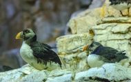 Tiere, Vögel - Regenpfeiferartige Vögel  Hornlund_Fratercula corniculata_Horned Puffin 08.JPG