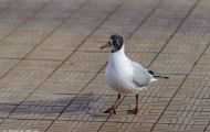 Tiere, Vögel - Regenpfeiferartige Vögel  Lachmöwe_Larus ridibundus_Common Black-headed Gull 02.JPG