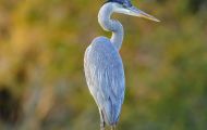 Tiere, Vögel - Ruderfüßer  Kanadareiher_Ardea herodias_Great Blue Heron 01.JPG