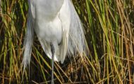 Tiere, Vögel - Ruderfüßer  Silberreiher_Ardea alba_Great Egret 01.JPG