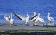 Tiere, Vögel - Ruderfüßer  Weißer Pelikan_Pelecanus erythrorhynchos_American White Pelican 10.JPG