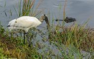 Tiere, Vögel - Schreit- und Storchenvögel  Waldstorch_Mycteria americana_Wood Stork 05.JPG