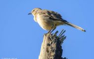 Tiere, Vögel - Schreivögel  Gartentyrann_Empidonax minimus_Least Flycatcher 03.JPG