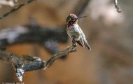 Tiere, Vögel - Seglervögel  Costakolibri_Calypte costae_Costas Hummingbird 01.JPG