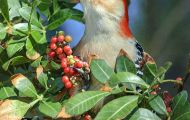 Tiere, Vögel - Spechtvögel  Carolina-Specht_Melanerpes carolinus_Red-Bellied Woodpecker 07.JPG