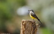 Tiere, Vögel - Sperlingsvögel  Arkansaskönigstyrann_Tyrannus verticalis_Western Kingbird 05.JPG