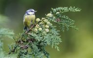 Tiere, Vögel - Sperlingsvögel  Blaumeise_Parus caeruleus_Blue Tit 04.JPG