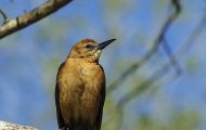 Tiere, Vögel - Sperlingsvögel  Bootschwanzgrackel_Quiscalus major_Boat-Tailed Grackle 01.JPG