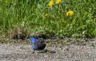 Tiere, Vögel - Sperlingsvögel  Diademhäher_Cyanocitta stelleri_Mountain Jay 02.JPG