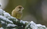 Tiere, Vögel - Sperlingsvögel  Grünfink_Carduelis chloris_Western Greenfinch 07.JPG
