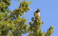 Tiere, Vögel - Sperlingsvögel  Haussperling_Passer domesticus_House Sparrow 02.JPG