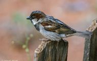 Tiere, Vögel - Sperlingsvögel  Haussperling_Passer domesticus_House Sparrow 03.JPG