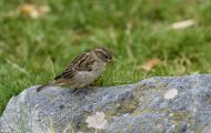 Tiere, Vögel - Sperlingsvögel  Haussperling_Passer domesticus_House Sparrow 10.JPG