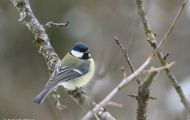 Tiere, Vögel - Sperlingsvögel  Kohlmeise_Parus major_Great Tit 13.JPG