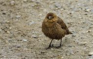 Tiere, Vögel - Sperlingsvögel  Olivrückenammer_Arremonops rufivirgatus_Olive Sparrow 03.JPG
