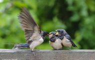 Tiere, Vögel - Sperlingsvögel  Rauchschwalbe_Hirundo rustica_Barn Swallow 06.JPG