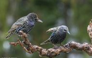 Tiere, Vögel - Sperlingsvögel  Star_Sturnus vulgaris_Common Starling 14.JPG