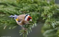 Tiere, Vögel - Sperlingsvögel  Stieglitz_Carduelis carduelis_ European Goldfinch 08.JPG