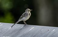 Tiere, Voegel - Sperlingsvoegel Gartengrasmuecke_Sylvia borin_Garden Warbler 07.JPG