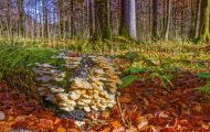 Wälder, Laubwald - Oberbayern  Laubwald 14.JPG