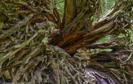 Wälder, Regenwald - Kanada  British Columbia, gemäßgter Regenwald 15.JPG