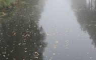 Westflandern, Damme - Kanaal van Brugge 14.JPG