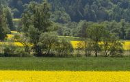 Wiesen & Felder, Rapsfelder - Rapsfeld 01.JPG