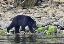 Vancouver Island - Perle im Kanadischen Westen - Tofino, Schwarzbär auf Futtersuche