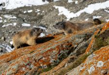 Marmots - Cute and Curious / Alpine marmot